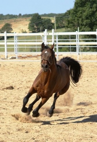  Pasión por los caballos